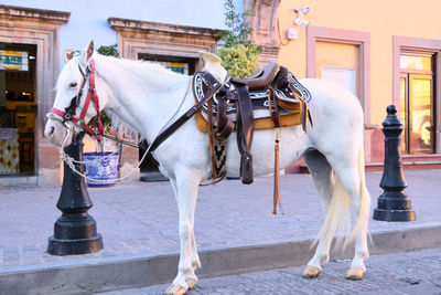 Horse in street on city for tourism riding