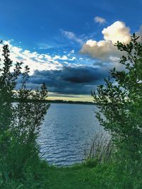 Scenic view of tree against sky