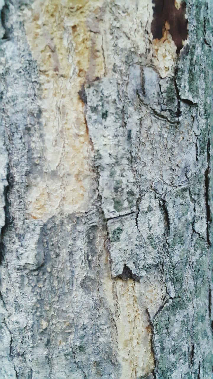 CLOSE-UP OF WEATHERED TREE TRUNK