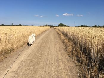 Dirt road passing through field against sky and at large white dog