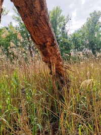 View of tree trunks on field