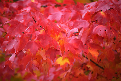 Full frame shot of autumnal leaves