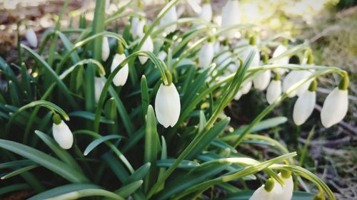 Close-up of white flowers blooming outdoors