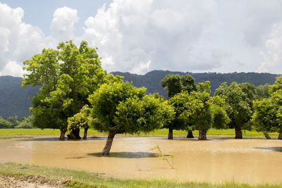 Trees on field against sky