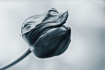 Close-up of rose flower