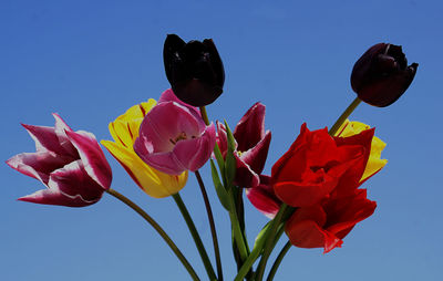 Low angle view of red tulips against blue sky