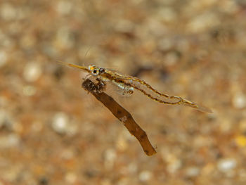 Close-up of insect on rock