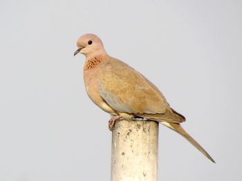 Low angle view of bird perching on pole against clear sky