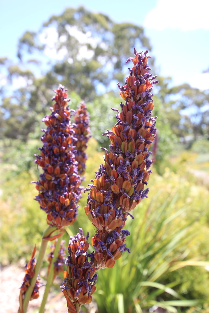 CLOSE-UP OF RED BERRIES ON PLANT AT FIELD