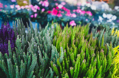 Close-up of heathers for sale at market place
