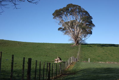 Trees on field against clear blue sky