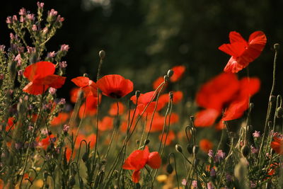 Close-up of yellow flowering plants on field