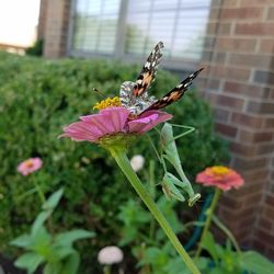 Close-up of insect on flower