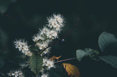 Close-up of white flowering plant