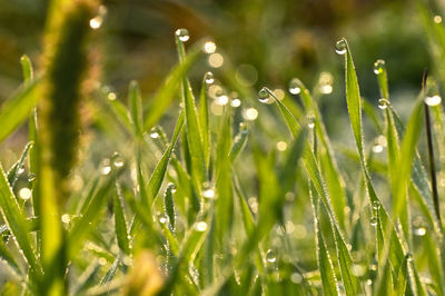 Close-up of wet grass in rainy season