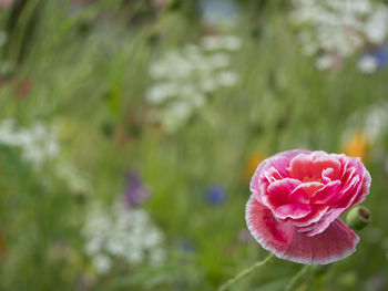 Close-up of pink rose