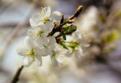 Close-up of flowers on branch