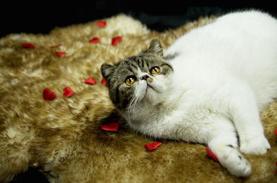 Close-up portrait of cat