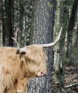 Scottish highlander in a forest