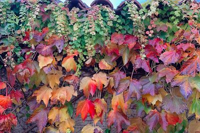 High angle view of autumnal leaves on plant