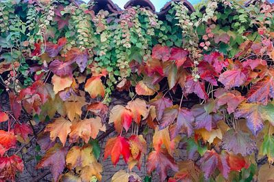 High angle view of autumnal leaves on plant