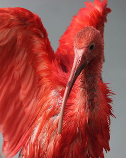 Close-up of a bird