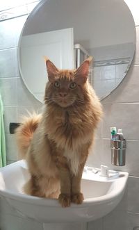 Cat looking away in bathroom