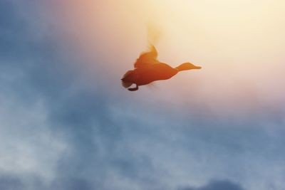 Low angle view of silhouette bird flying against sky