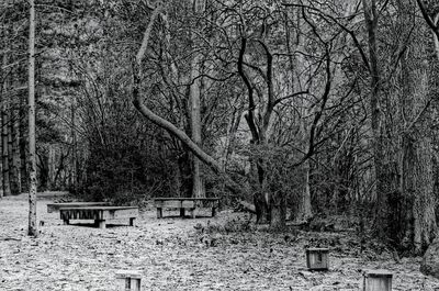 Bare trees in park