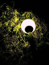 Close-up of grass at night