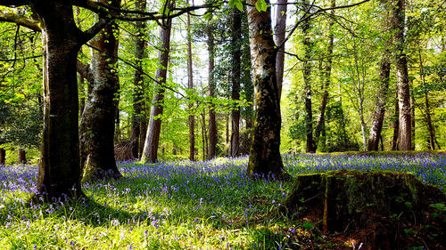 View of trees in forest