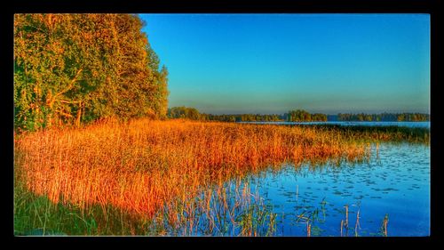 Reflection of trees in calm lake