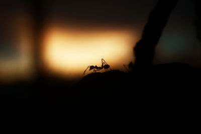 Close-up of silhouette insect