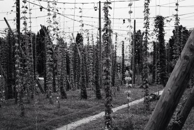 Trees on field against sky