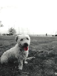 Close-up of dog on field against sky
