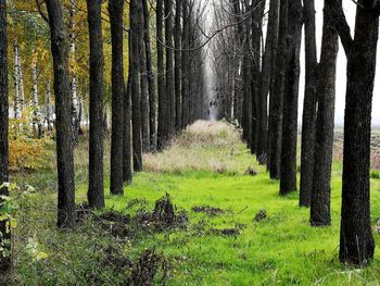 Trees growing in forest