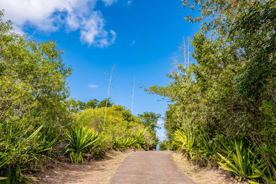 Empty road along trees and plants against sky