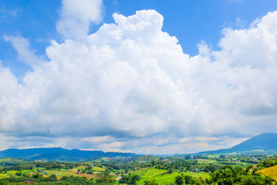 Scenic view of trees on field against sky