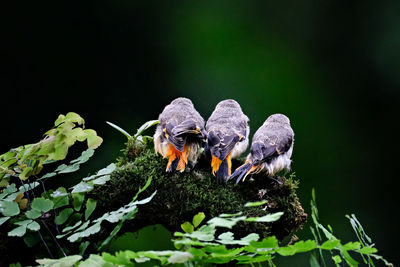 Close up, three chicks perched on a tree branch