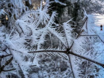 Close-up of frozen tree on field during winter