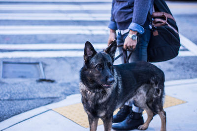 Low section of man standing with german shepherd on sidewalk