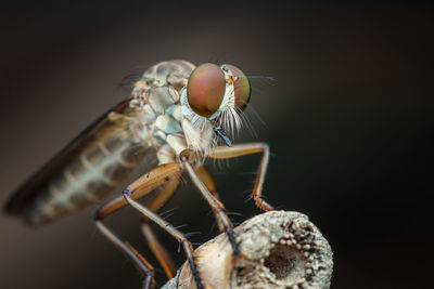 Close-up of fly