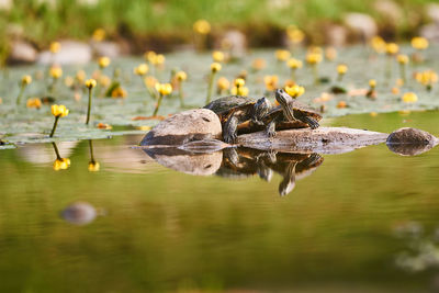 Close-up of frog on lake