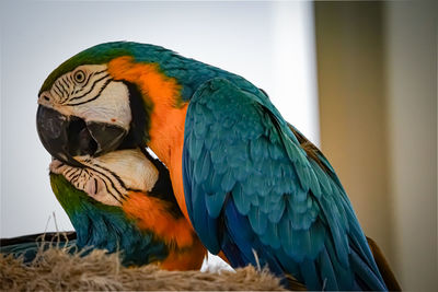 Close-up of parrot kissing each other