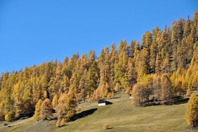 Scenic view of trees against clear sky during autumn