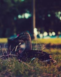 Close-up of bird on grass
