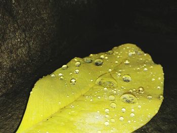 Close-up of wet leaf against black background