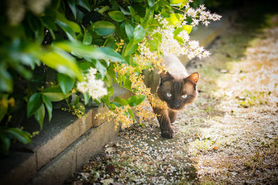 Cat walking on plant by plants