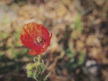 Close-up of red poppy flower