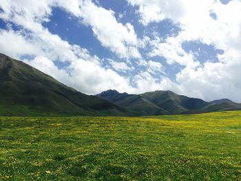 Scenic view of field against sky